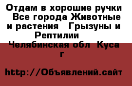 Отдам в хорошие ручки - Все города Животные и растения » Грызуны и Рептилии   . Челябинская обл.,Куса г.